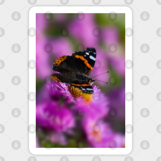 Red Admiral Butterfly on a pink flower Sticker by JeanKellyPhoto